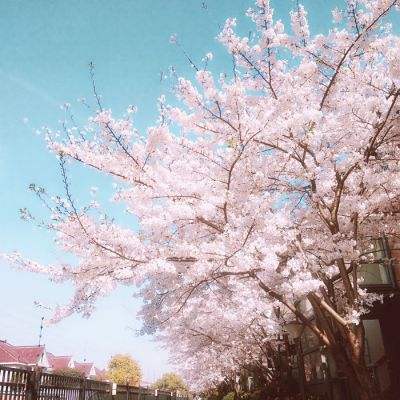 布鲁塞尔：樱花盛放